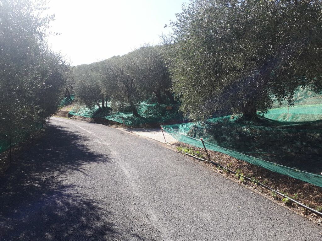 Olivennetze für die Ernte