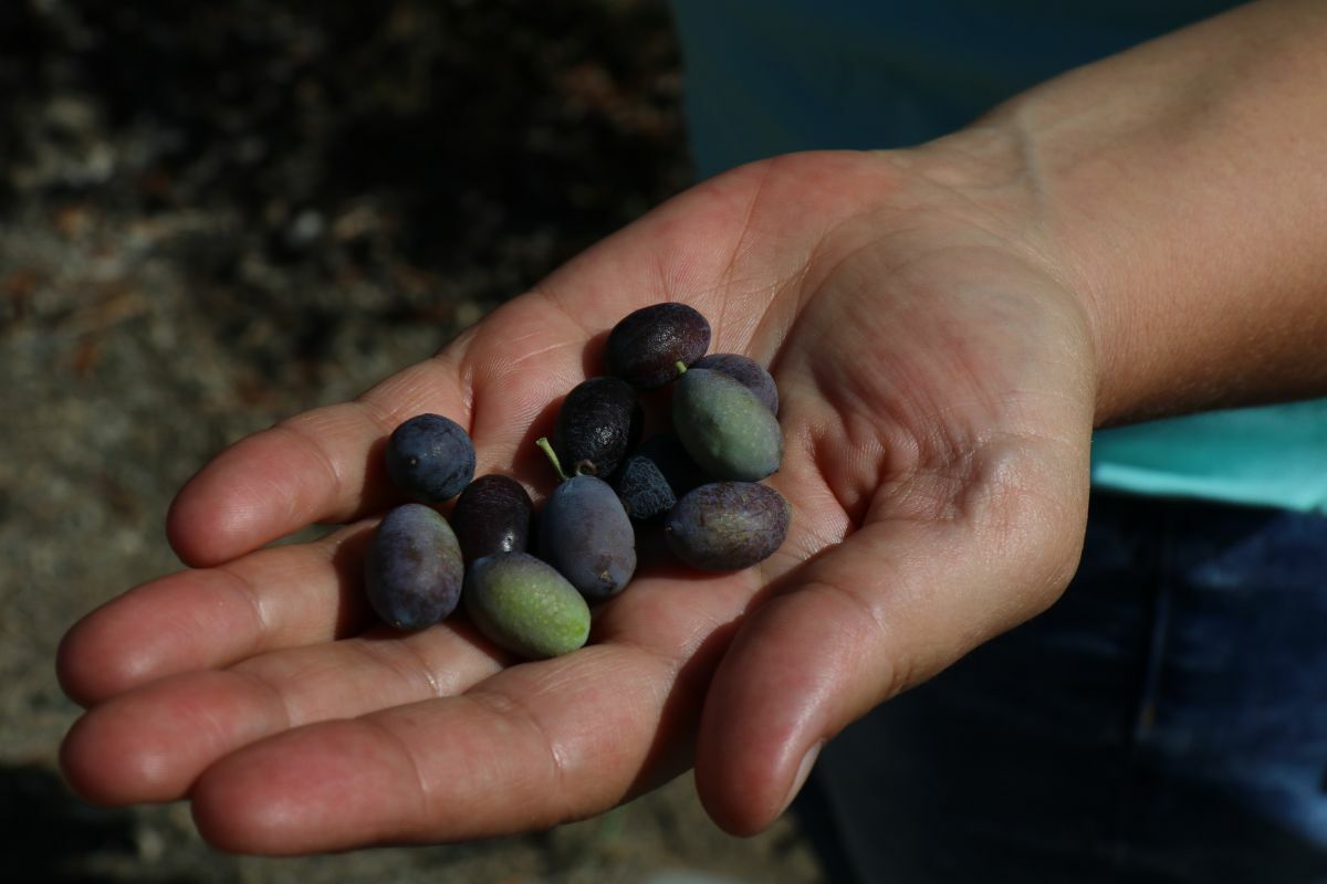 Eine Hand voll Oliven